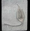 Gorgeous Macrocrinus Crinoid With Stem - Indiana #29386-1